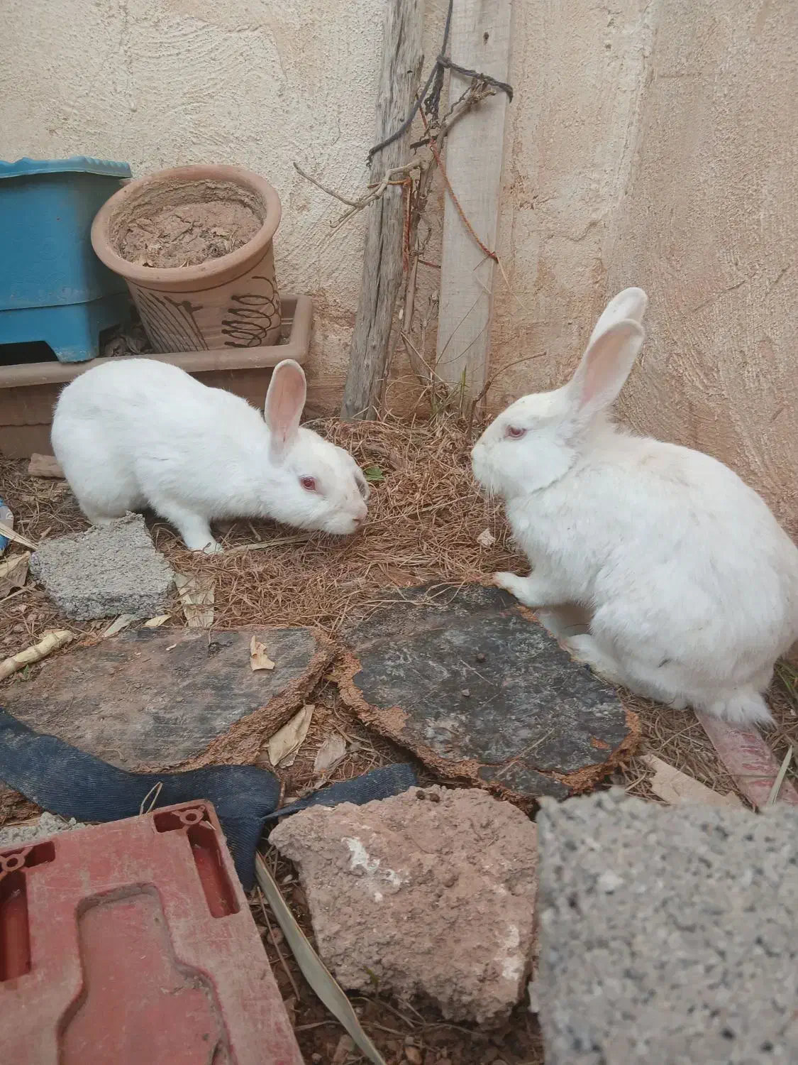 خرگوش|موش و خرگوش|مسجد سلیمان, |دیوار