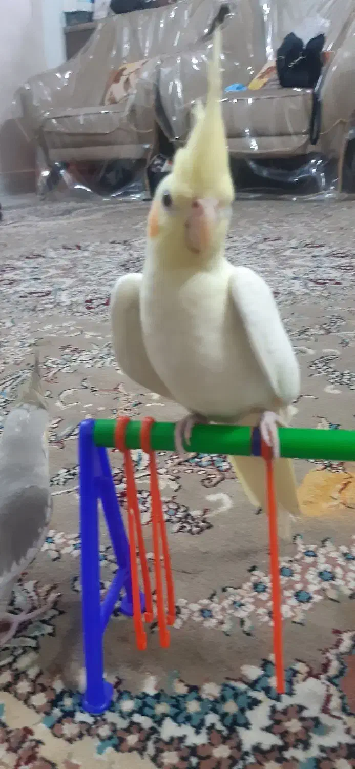 عروس هلندی جوان لوتینیو کاملا دستی|پرنده|شاندیز, |دیوار