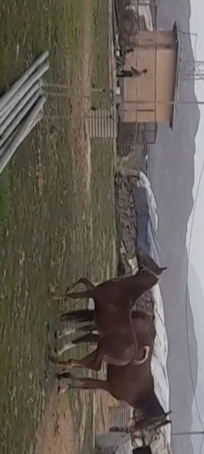 مادیان|اسب و تجهیزات اسبسواری|پلدختر, |دیوار