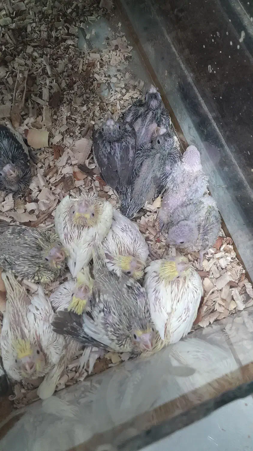 طوطی سرلاکی عروس،گیرینچیک|پرنده|آباده, |دیوار