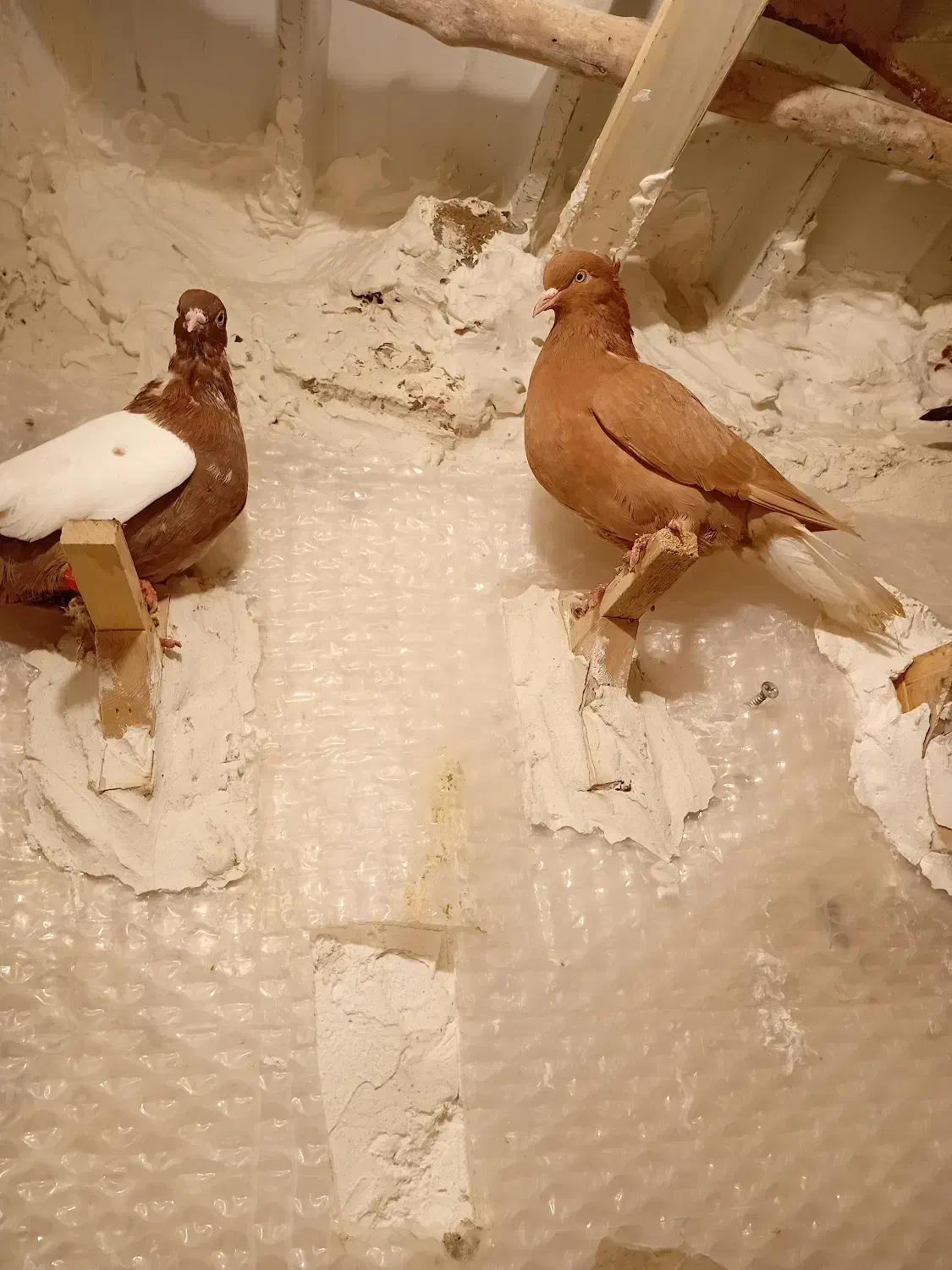 کفتر|پرنده|فیروزآباد (فارس), |دیوار