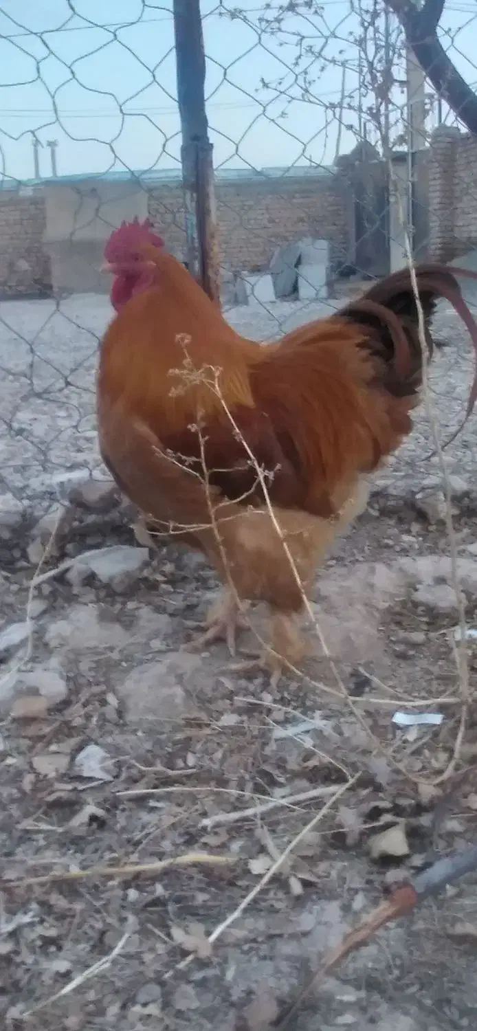 خروس برهما|حیوانات مزرعه|قیدار, |دیوار