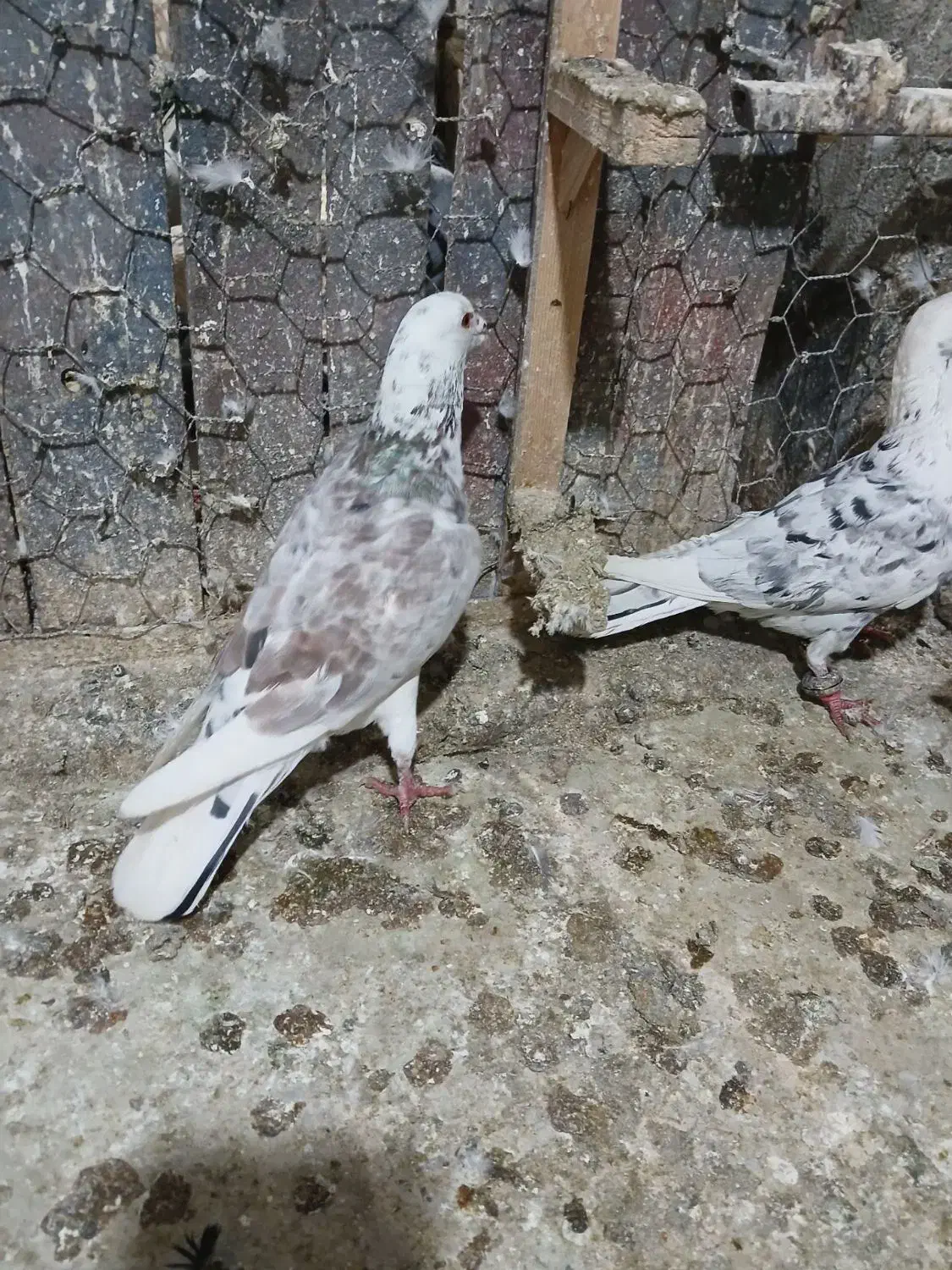 کفتر بوم حراج|حراج|مشهد, ایثار|دیوار