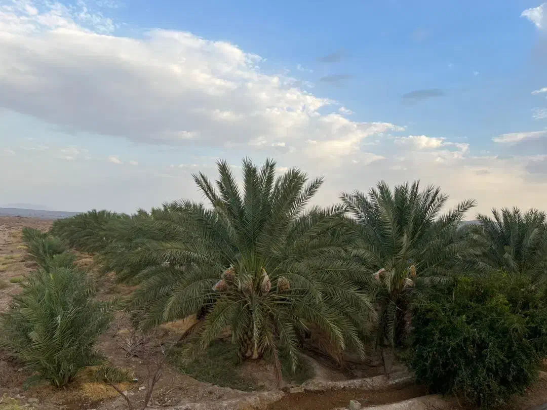 ۵هکتار باغ خرما پیارم/سنددار حاجی آباد روستای کهه|فروش دفتر صنعتی، کشاورزی، تجاری|حاجی آباد, |دیوار