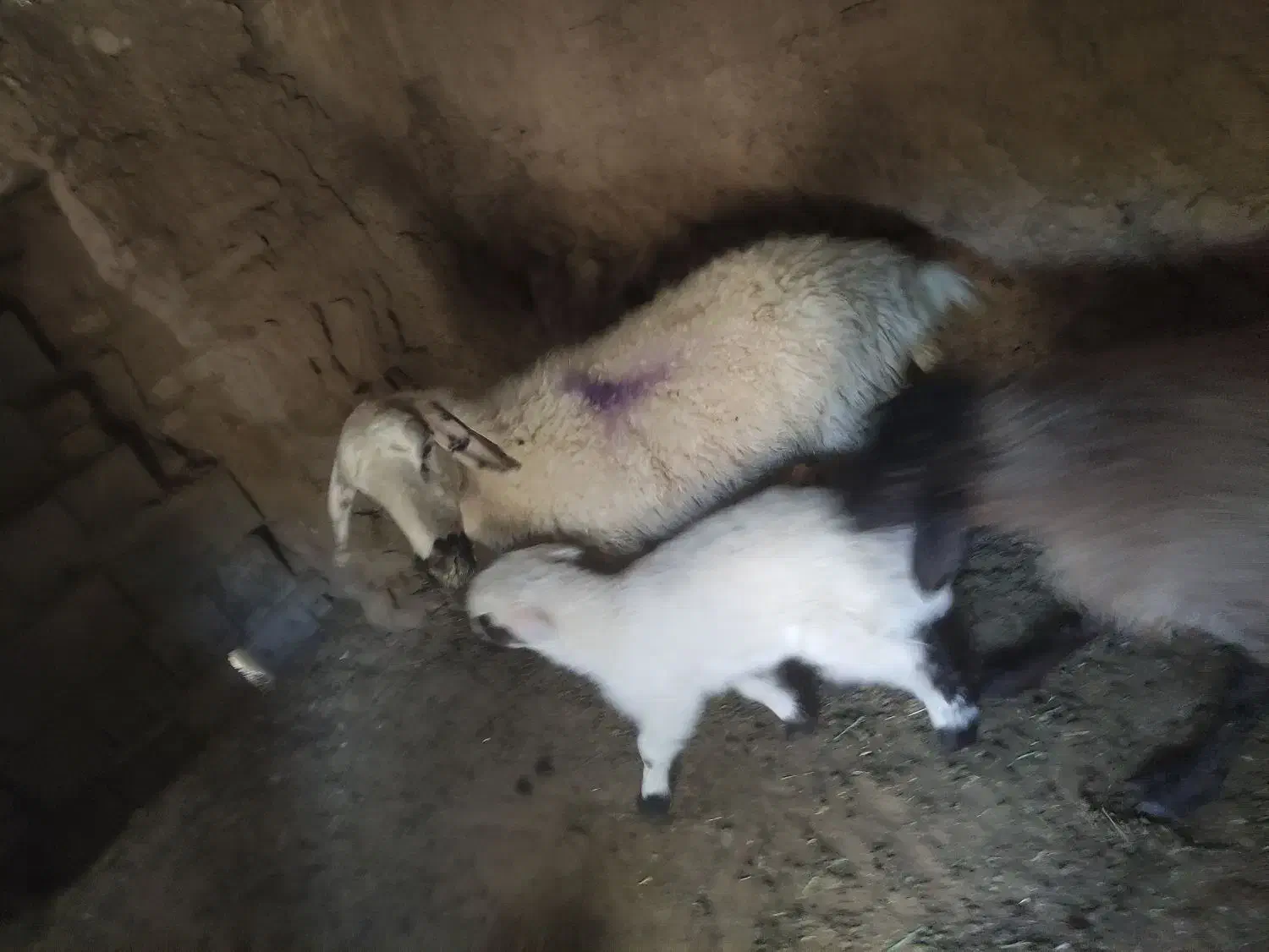 میش و بره نر|حیوانات مزرعه|مهریز, |دیوار