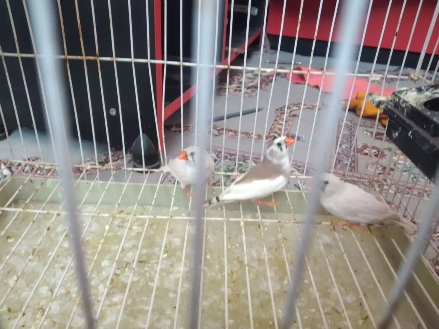 فنچ|پرنده|بم, |دیوار