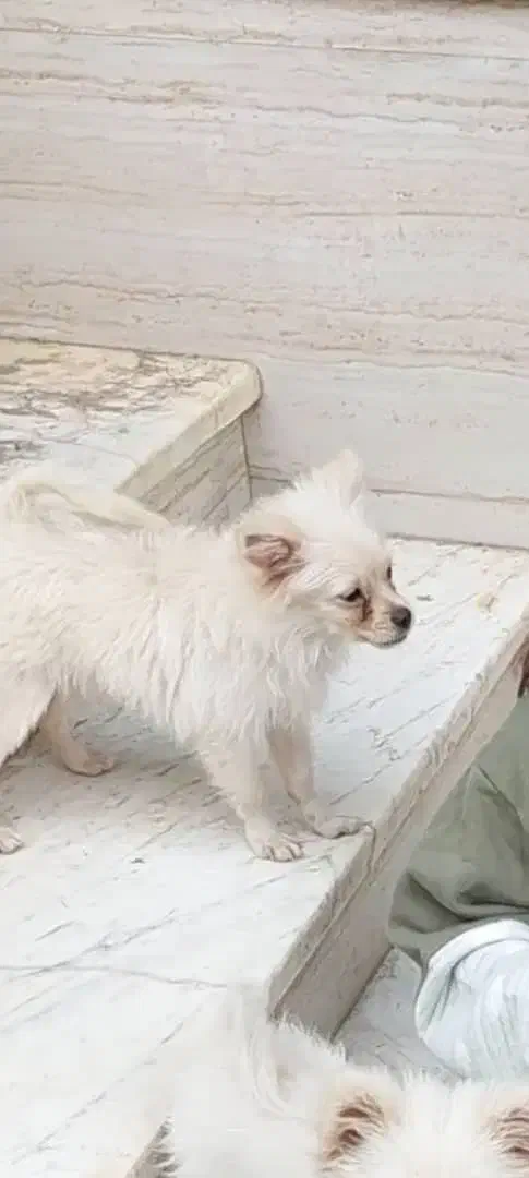 سگ پاکوتاه سمت پل جانبازان به طرف کمربندی گم شدا|سگ|تنکابن, |دیوار