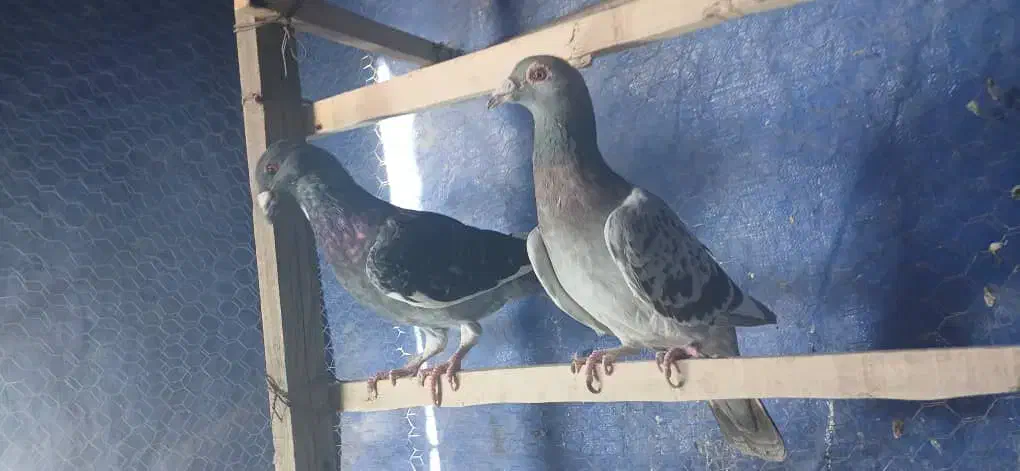 کفتر آلمانی نرو ماده|پرنده|اسلام‌شهر, ملک‌آباد|دیوار