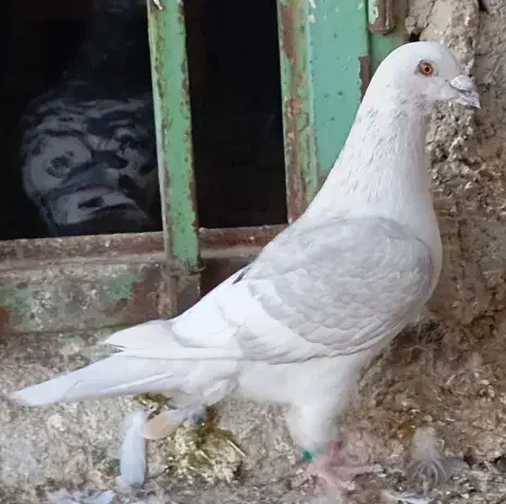 خط سفید دورنگ وپیازی|پرنده|وحدتیه, |دیوار