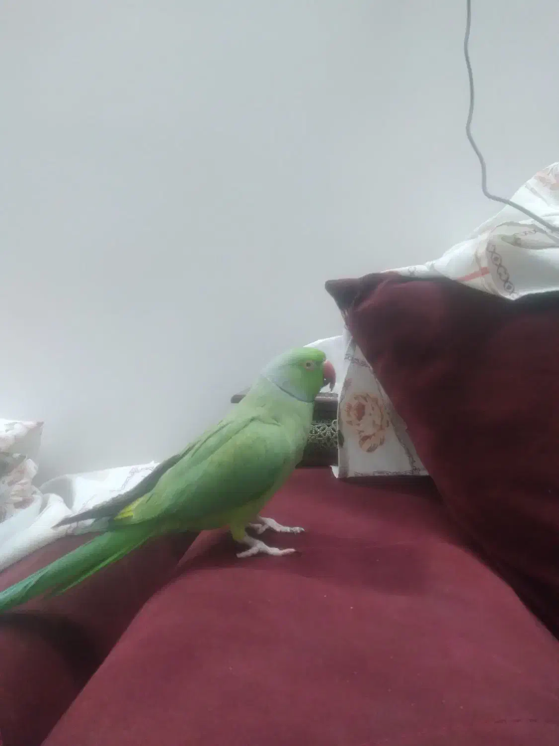 ملنگو|پرنده|تهران, بهمن یار|دیوار