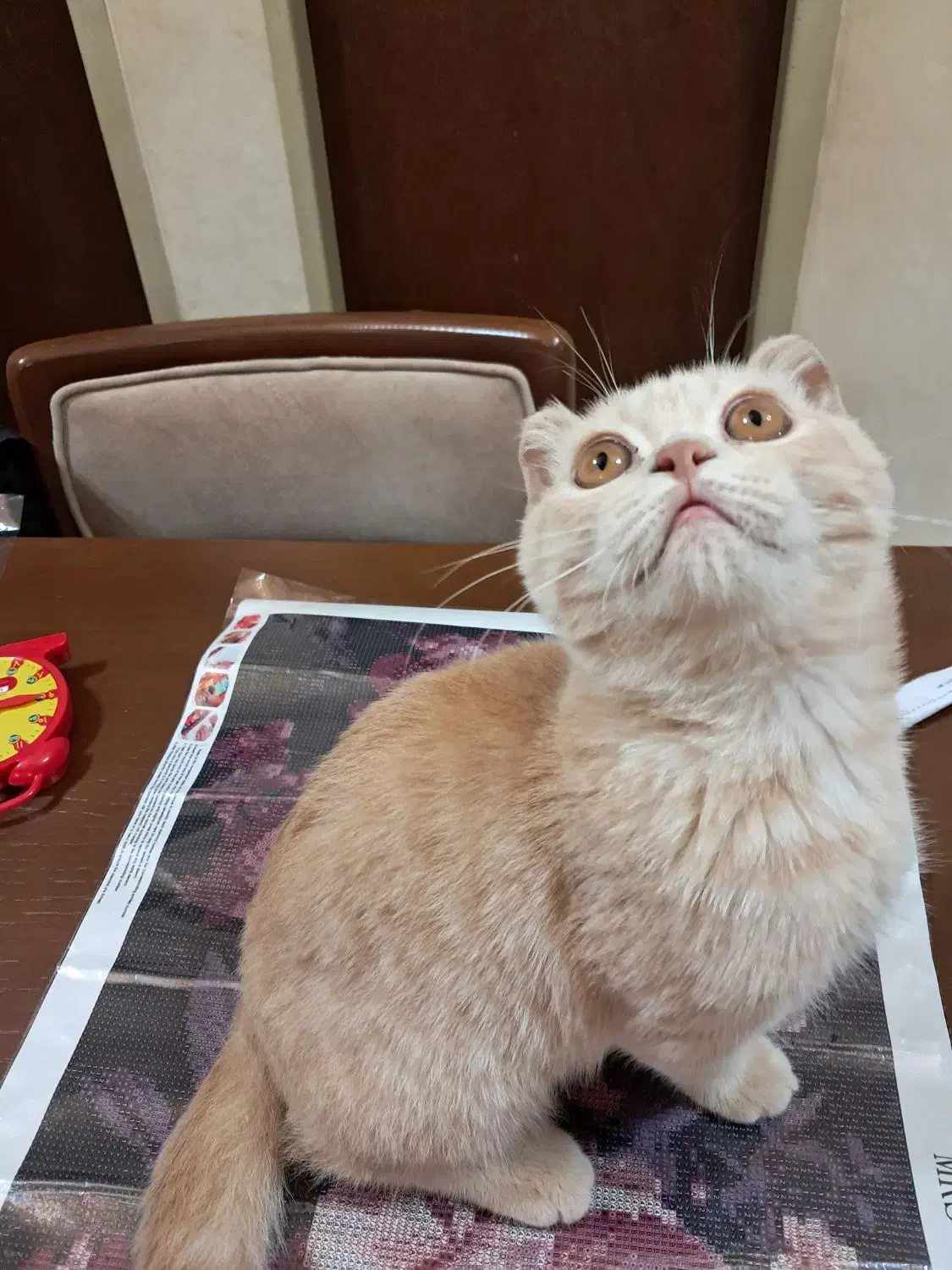 گربه اسکاتیش|گربه|ارومیه, |دیوار