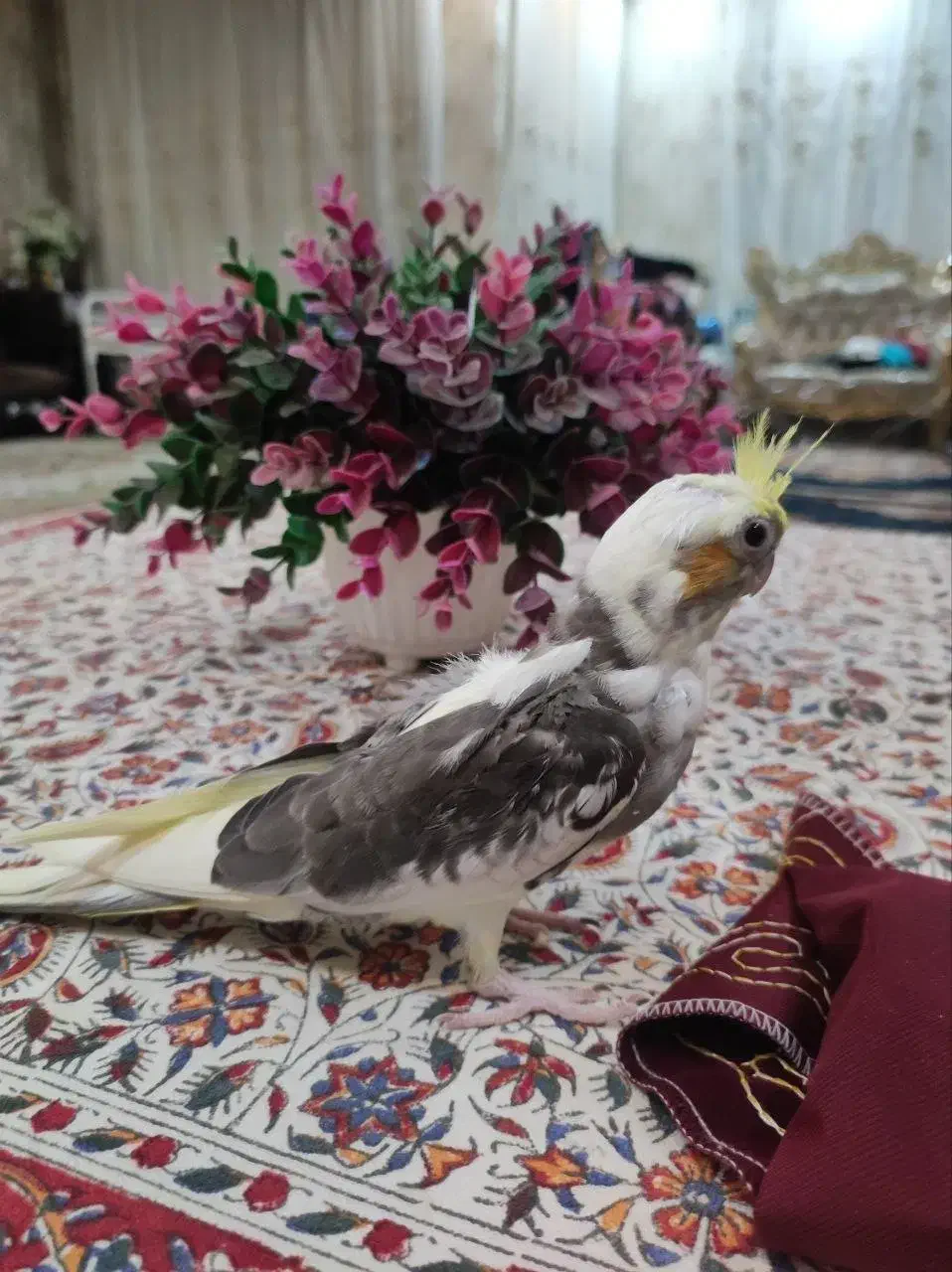 جوجه عروس هلندی لوتینو دوکت|پرنده|پیشوا, |دیوار