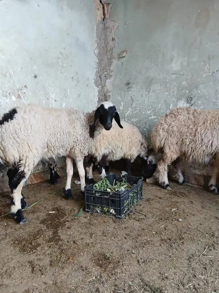 سلام ۴ عدد بر مادر|حیوانات مزرعه|یزد, |دیوار