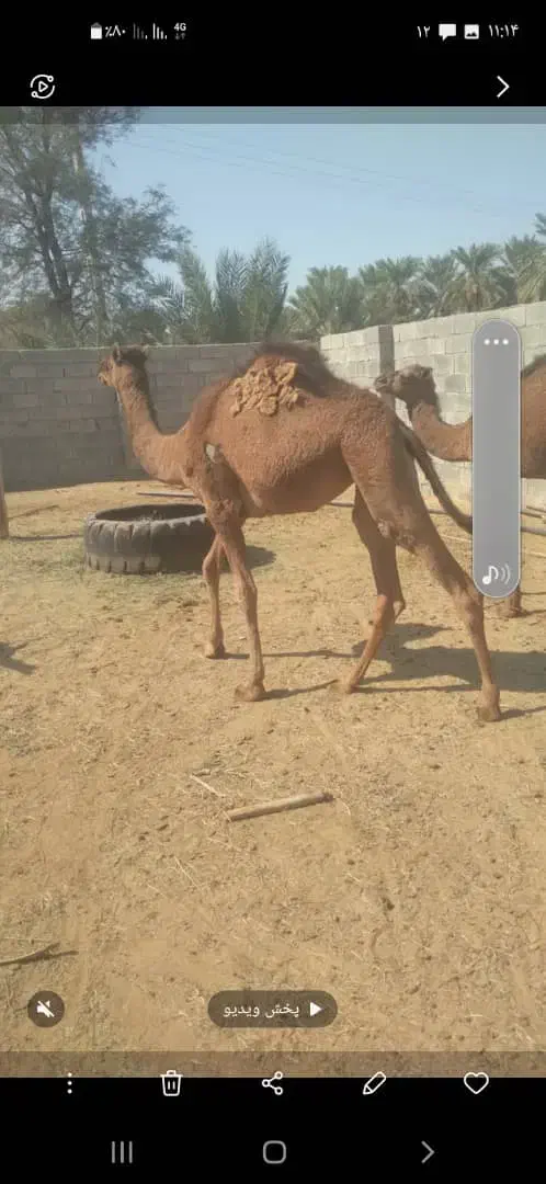 شتر 4زه وهاشی نو چمل|حیوانات مزرعه|رودبار (کرمان), |دیوار