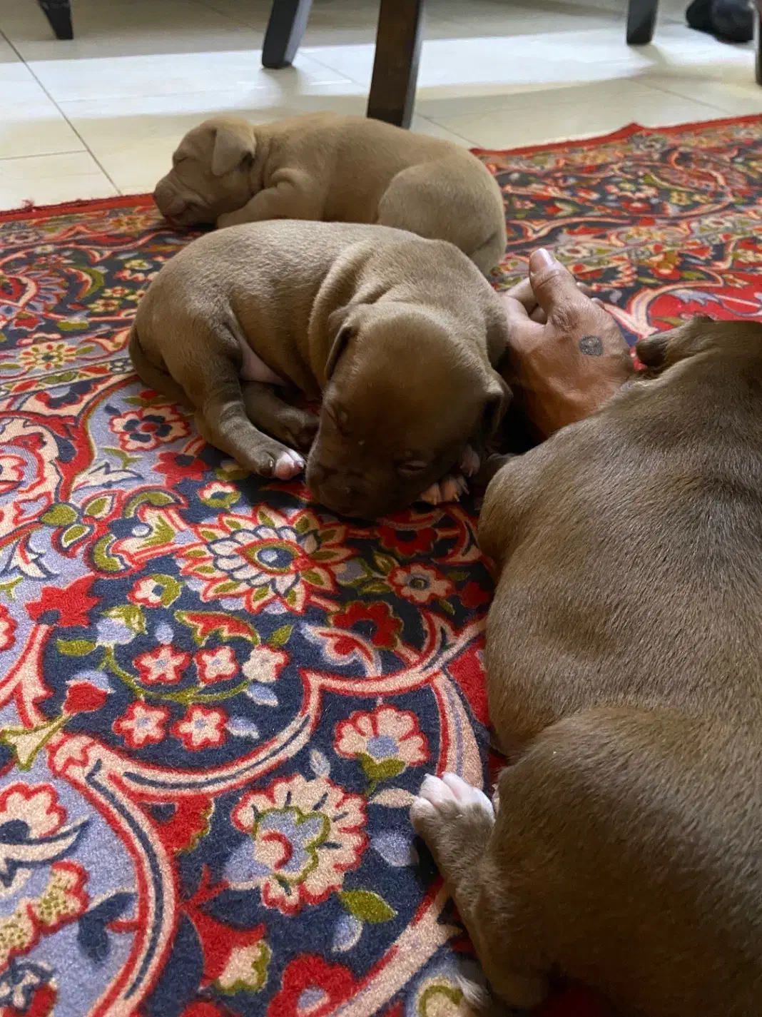 توله پیت بول|سگ|تهران, شارق|دیوار