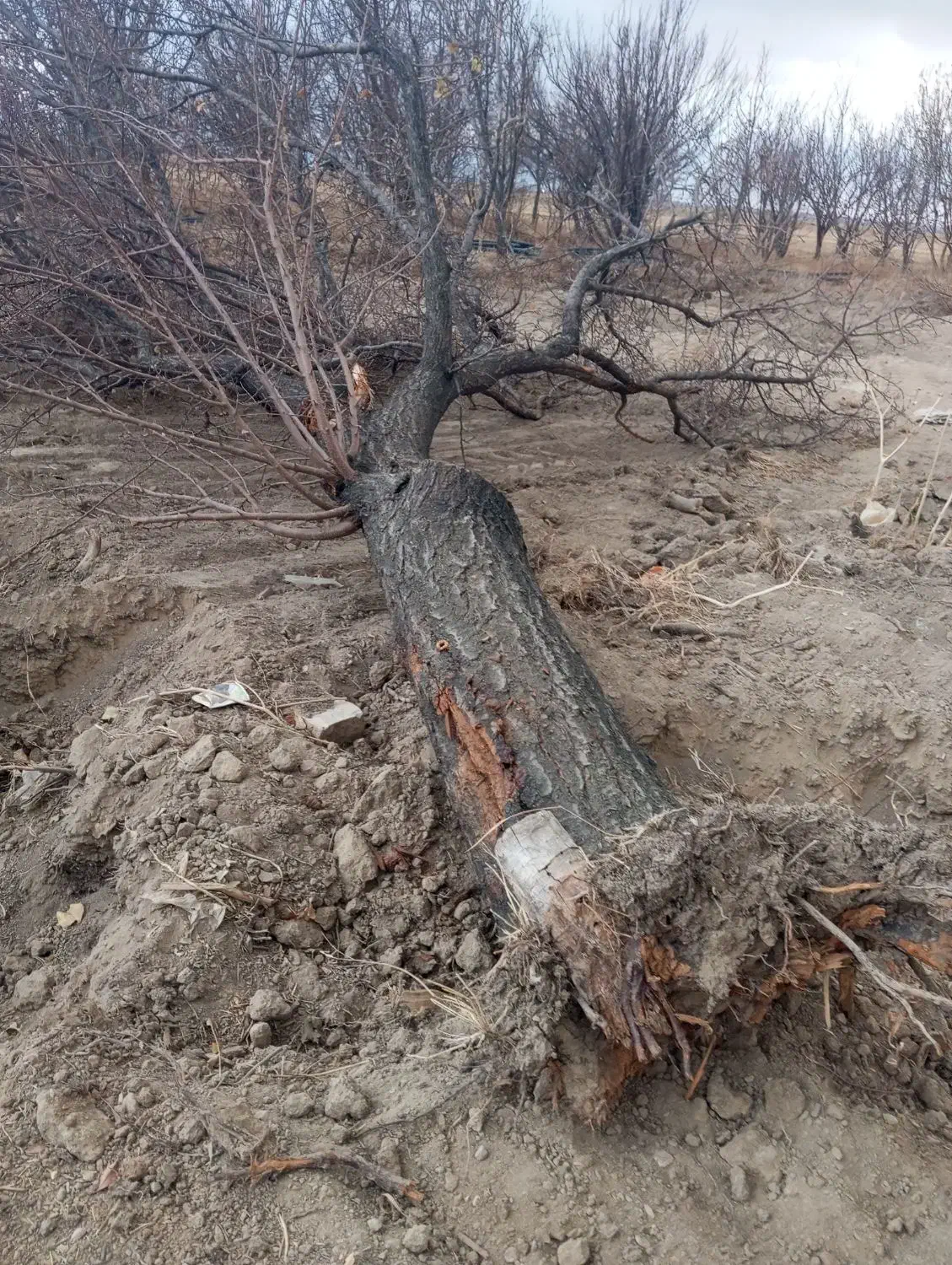 چوب|عمدهفروشی|مهاجران, |دیوار