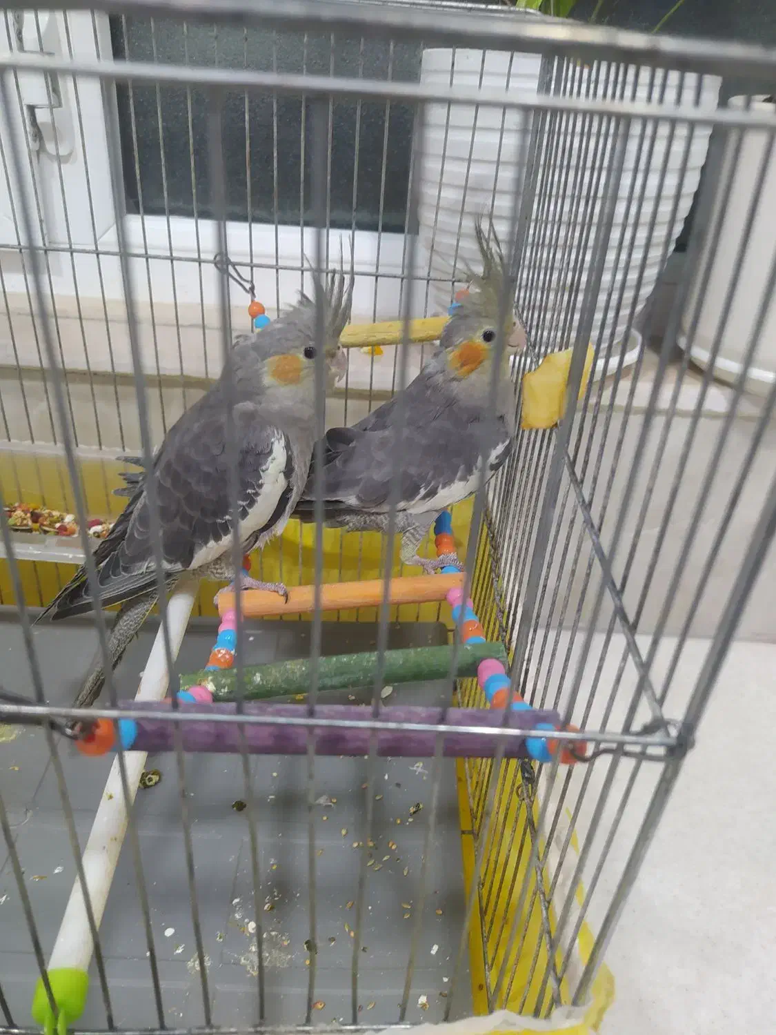 فروش عروس هلندی|پرنده|ابهر, |دیوار