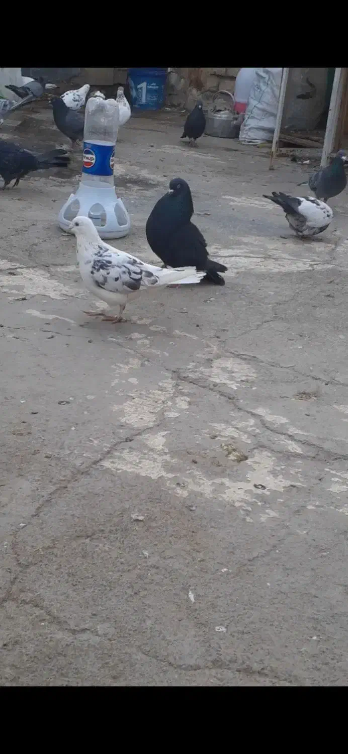 کفتر|پرنده|قم, شهر قائم|دیوار