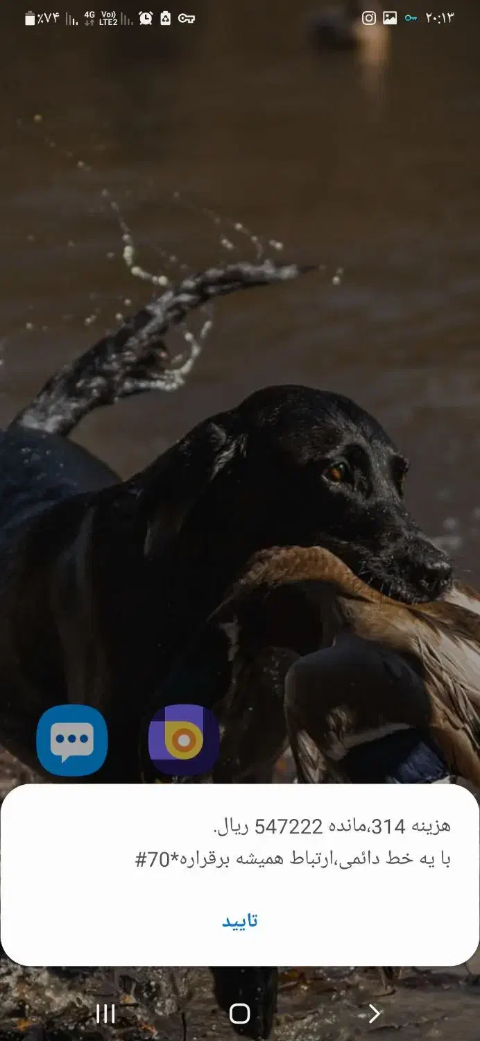 واگذاری توله پونیتر اصل حرفه ای|سگ|جلین, |دیوار