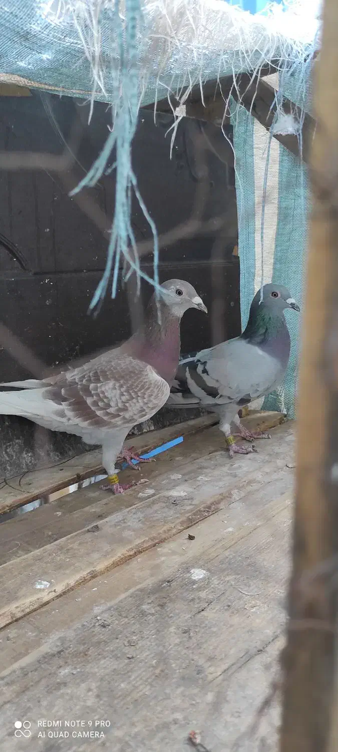 دوماده پلاکی خالص اصل پرینت دار|پرنده|دزفول, |دیوار