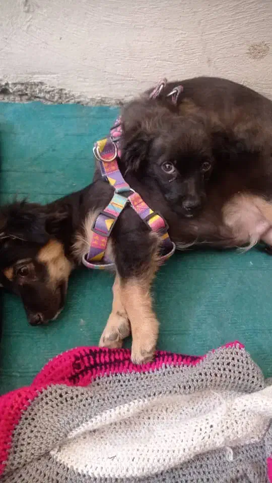 سگ اشپیتزو|سگ|فولادشهر, مسکن مهر فولادشهر|دیوار