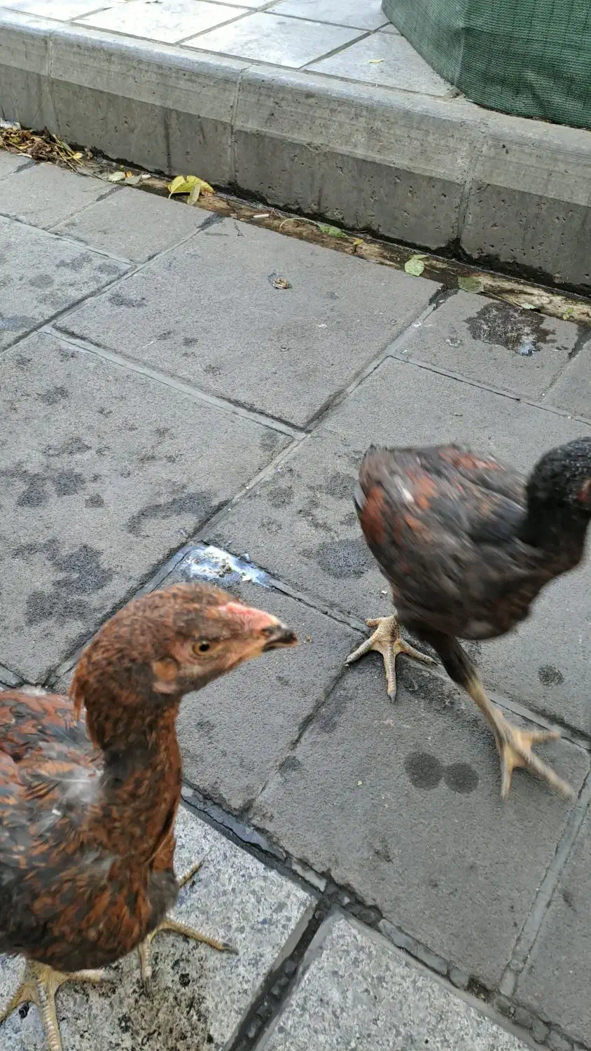 خروس و مرغ لاری|پرنده|تهران, انبار نفت|دیوار