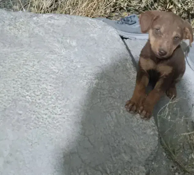 واگذاری توله دوبرمن اصیل با شجره و رگ خونی بالا|سگ|قروه, |دیوار