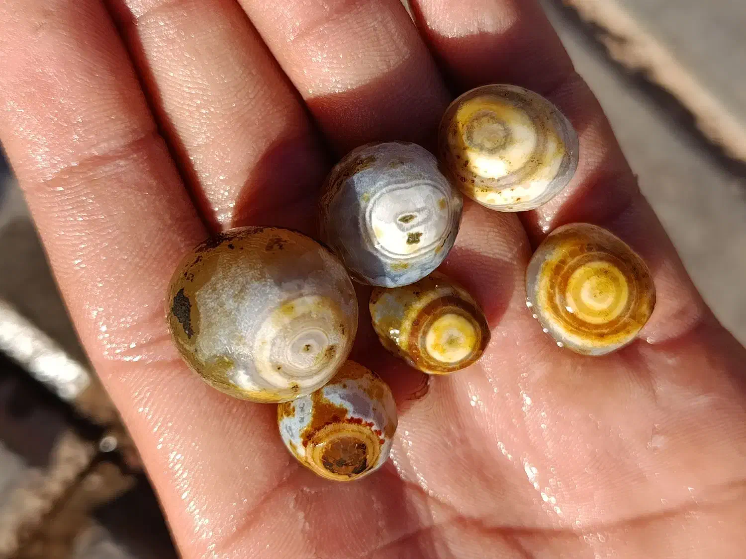 باباقوری|جواهرات|آیسک, |دیوار