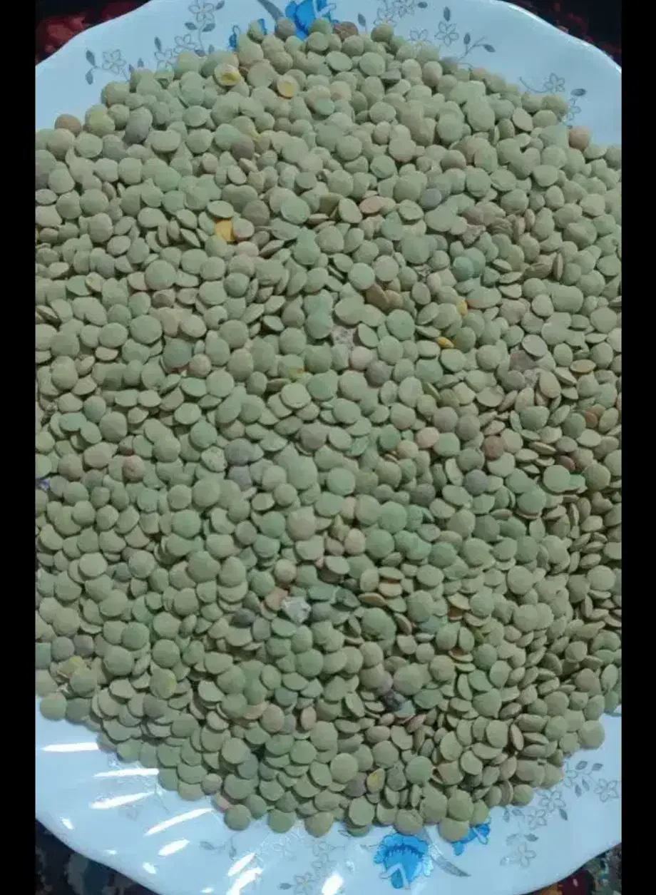 عدس امسال درجه یک بوجاری شده|خوردنی و آشامیدنی|مشگین شهر, |دیوار