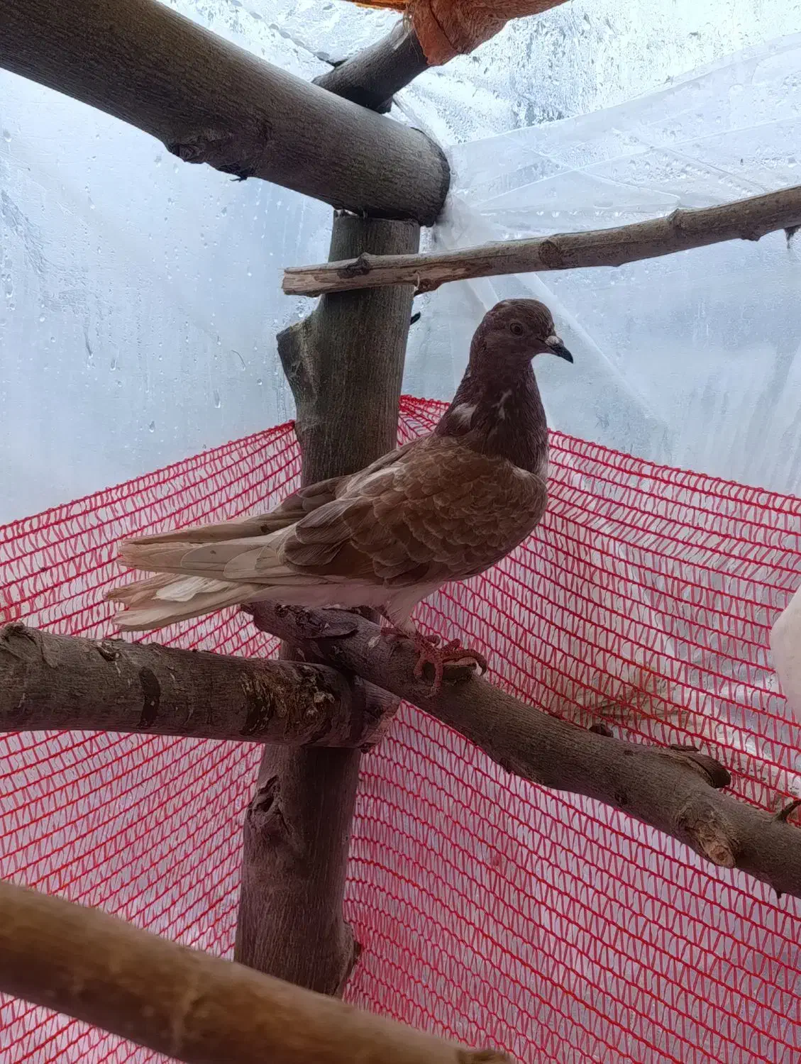 دو عدد کبوتر پرشی|پرنده|آستانه اشرفیه, |دیوار