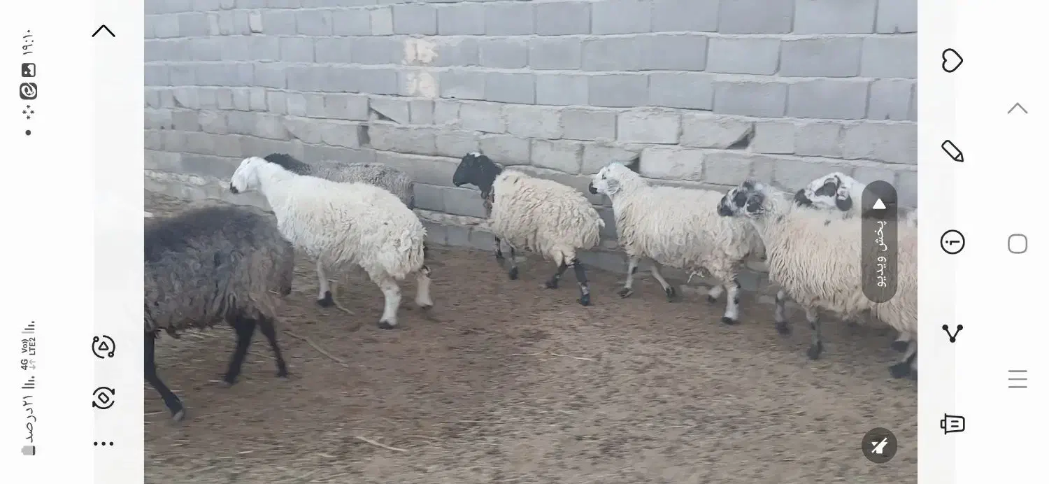 نه عدد میش آبستن|حیوانات مزرعه|مهریز, |دیوار