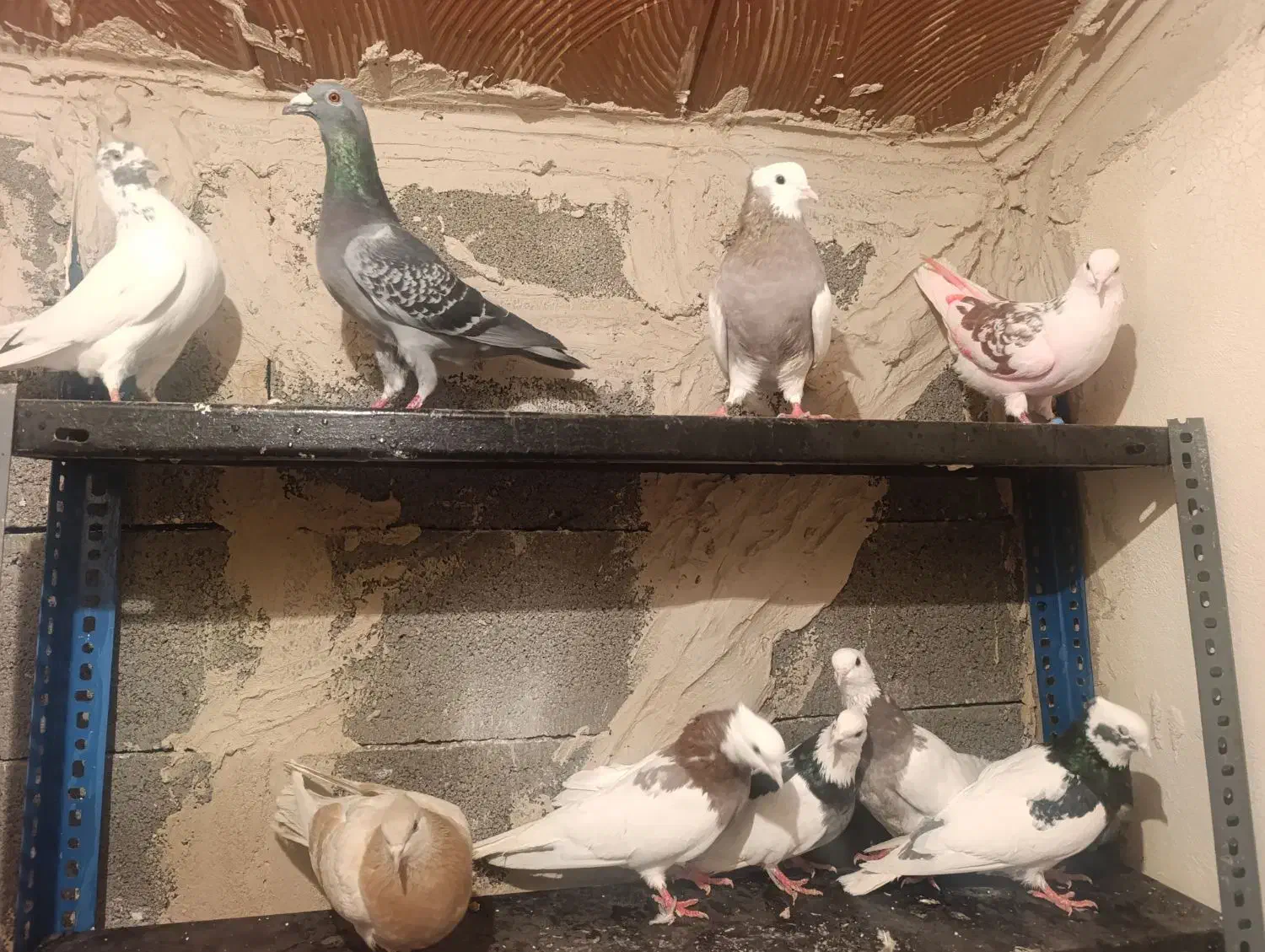 کفتر کاکلی|پرنده|پلدشت, |دیوار