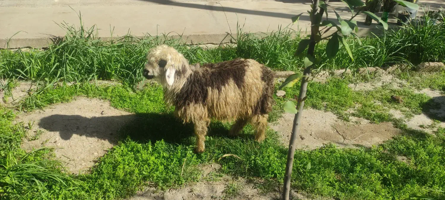 بره|حیوانات مزرعه|مسجد سلیمان, |دیوار