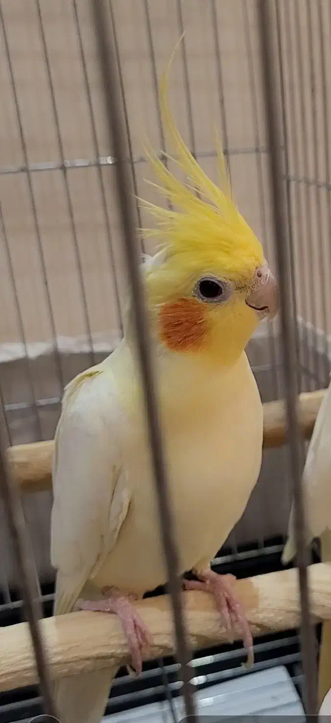 عروس هلندی نر نژاد لوتینو|پرنده|تهران, شهرآرا|دیوار