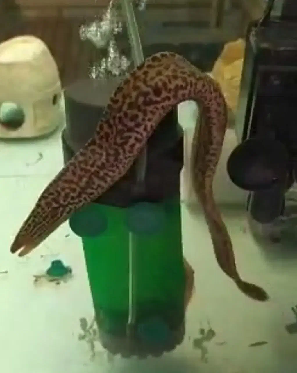 تایگر مورای یا تایگر ایل|ماهی|تهران, قبا|دیوار