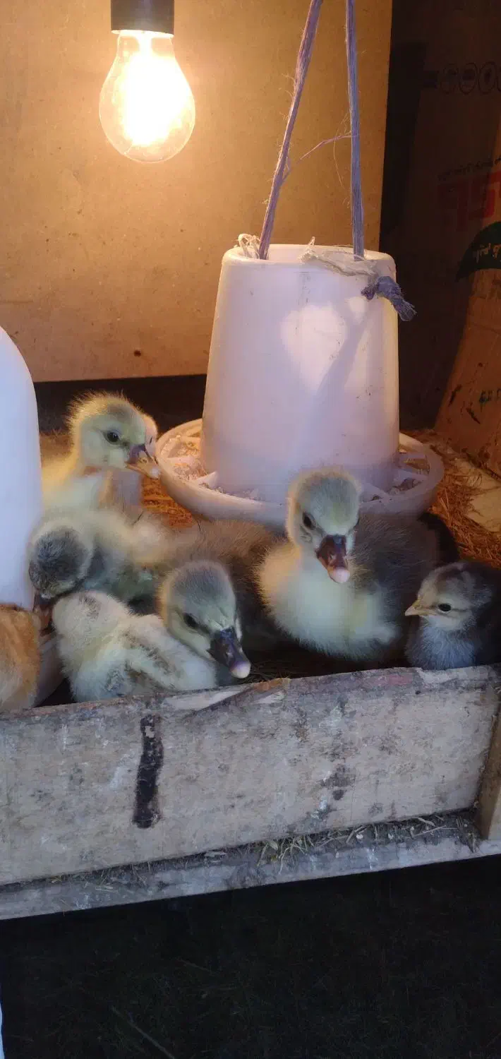 جوجه غاز۵روزه|حیوانات مزرعه|اسالم, |دیوار