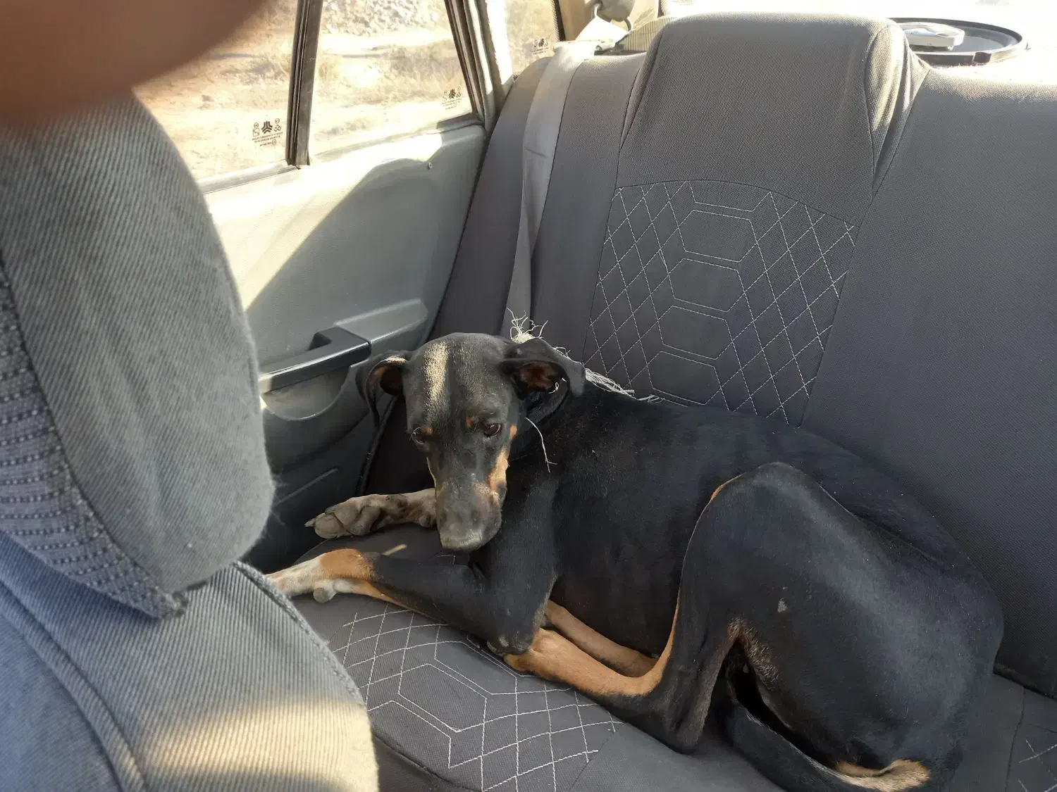 سگ دوبرمن ۸ ماه واگذا ر|سگ|مشهد, فدک|دیوار