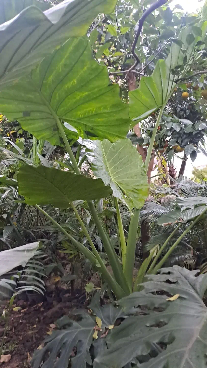 گل بابا آردن وکردلینک|گل و گیاه طبیعی|نوشهر, |دیوار