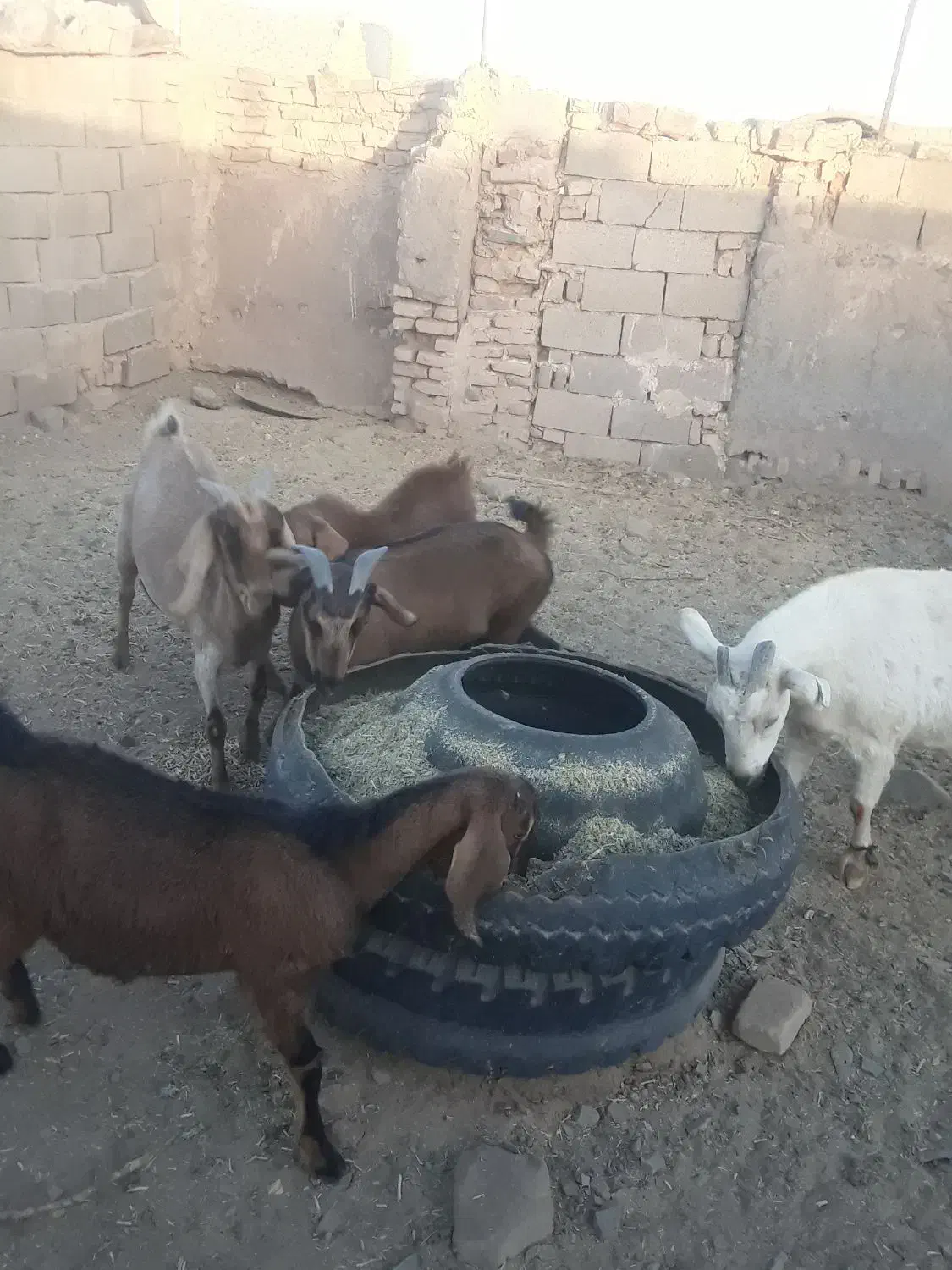 بز سه قلوزاوشیراوجوان معاوضه باگاویاگوساله ماده|حیوانات مزرعه|آیسک, |دیوار