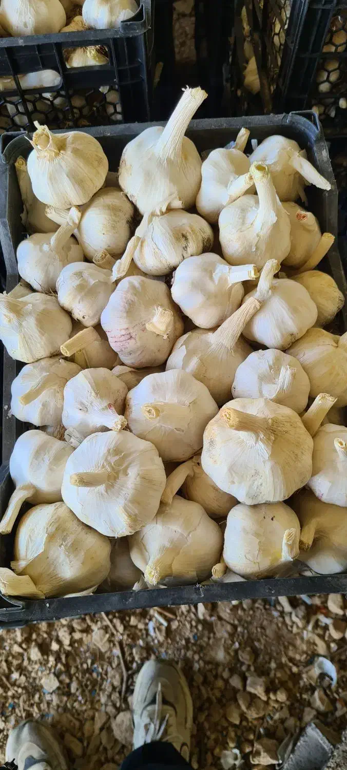 سیر|خوردنی و آشامیدنی|کوار, |دیوار