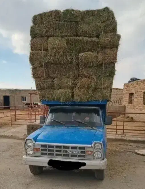 خریدار یونجه پرس خشک خالص|خدمات باغبانی و درختکاری|چالدران, |دیوار