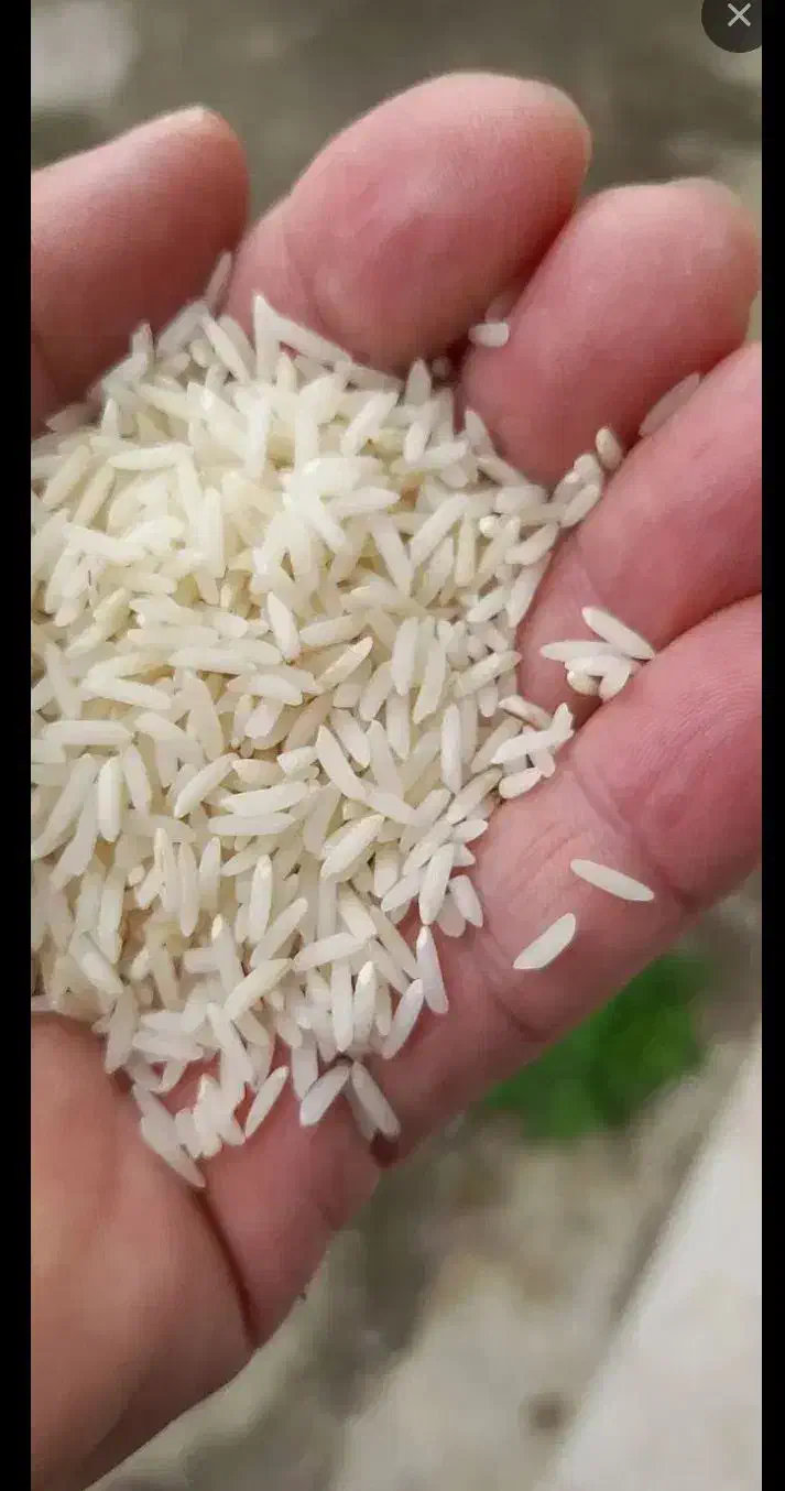 برنج هاشمی|خوردنی و آشامیدنی|سنگر, |دیوار