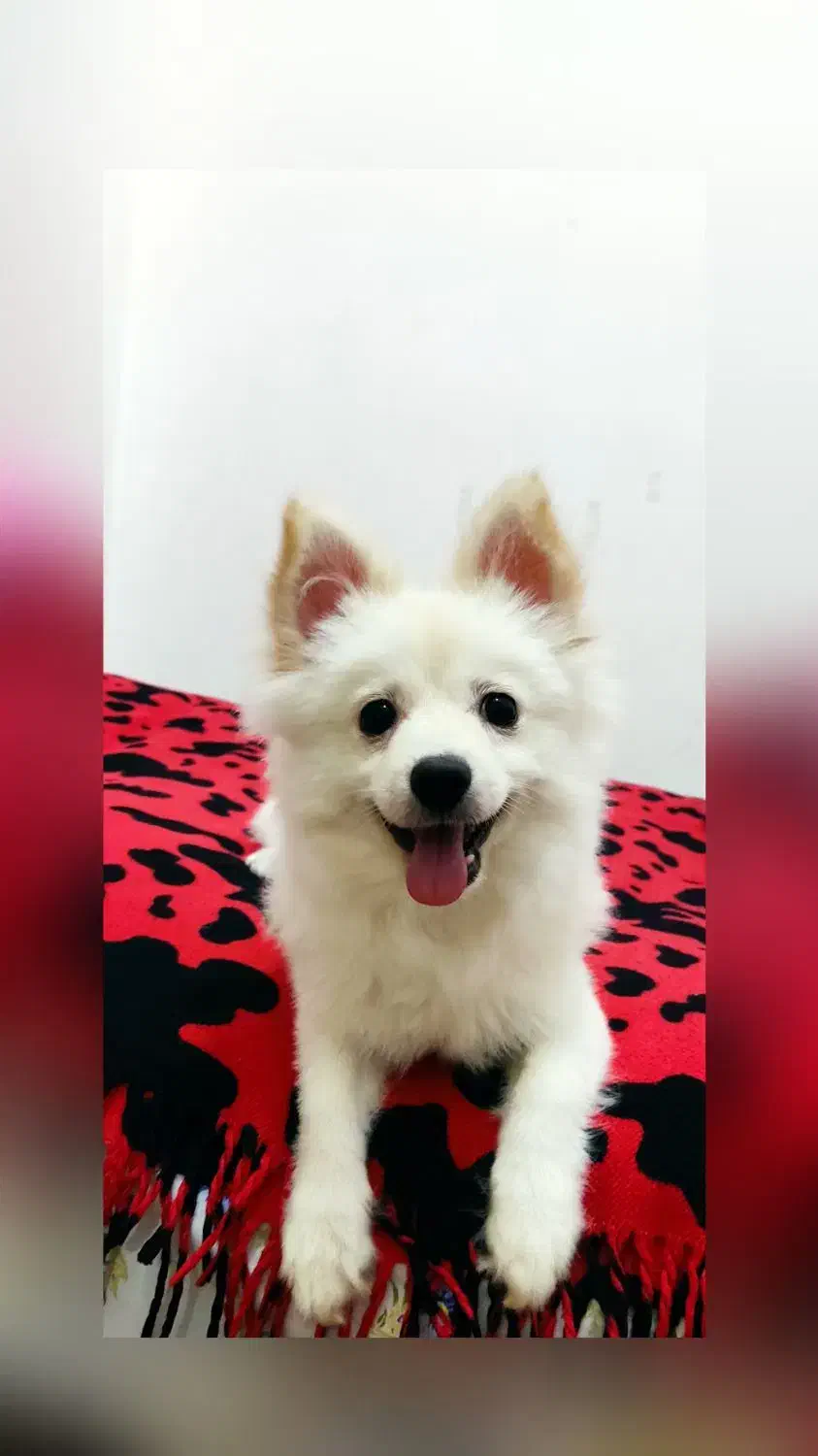 سگ پامر روباهی|سگ|رشت, حمیدیان|دیوار