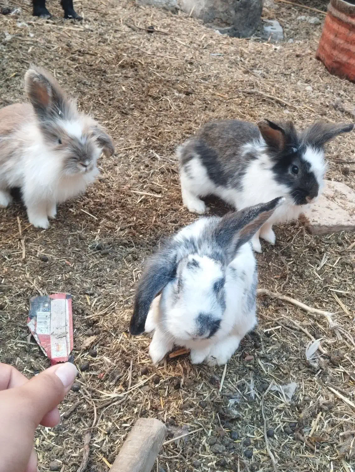 خرگوشه خونی|موش و خرگوش|زابل, |دیوار