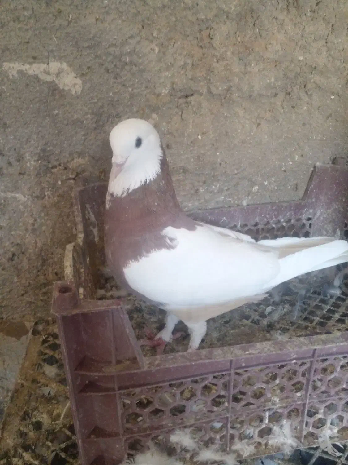 اسباب بازی|اسباب‌بازی بچه|زابل, |دیوار