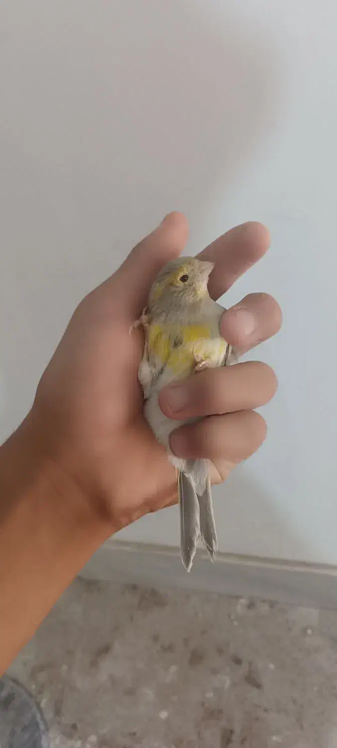 قناری مست|پرنده|بم, |دیوار