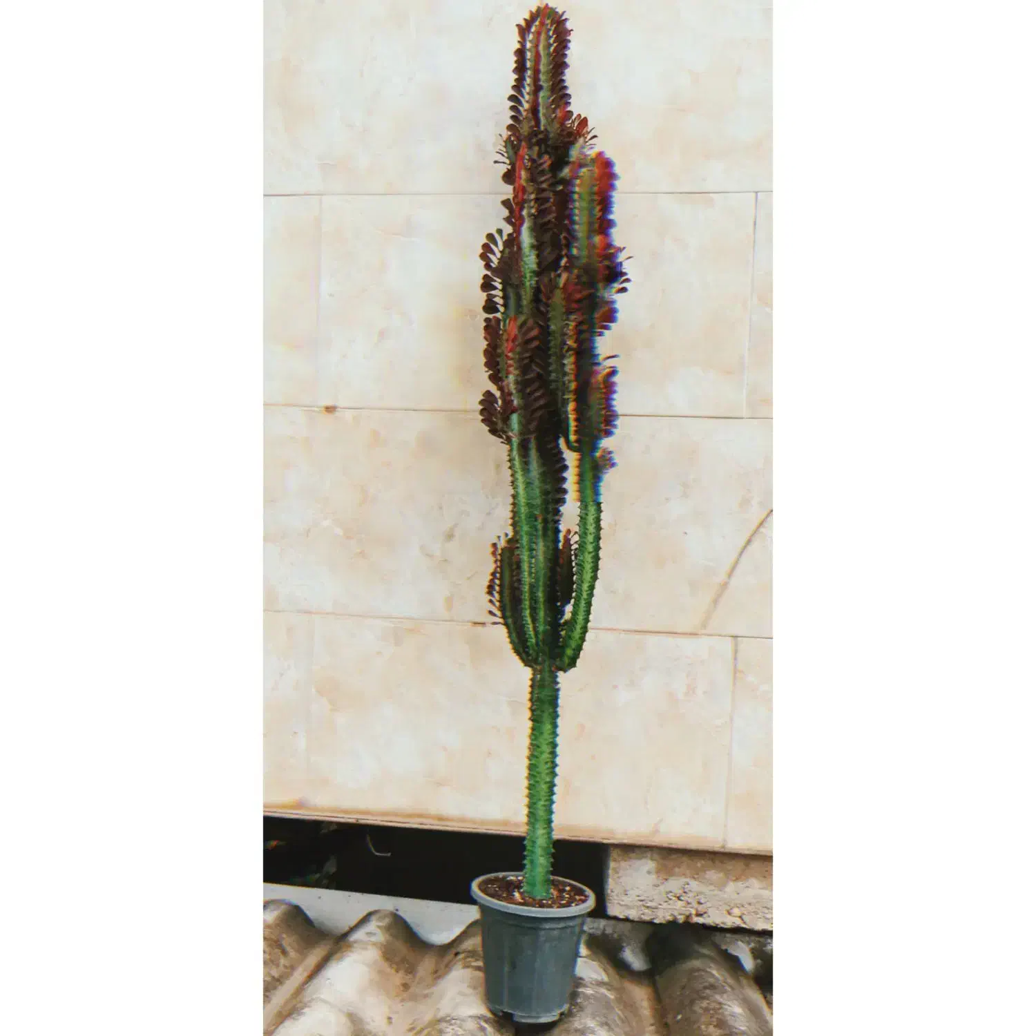 گیاه طبیعی افوربیا قرمز|گل و گیاه طبیعی|قائم‌شهر, |دیوار