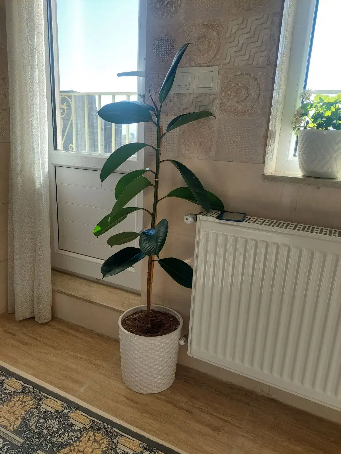 گلهای طبیعی و زیبا و شاداب|گل و گیاه طبیعی|سراب, |دیوار