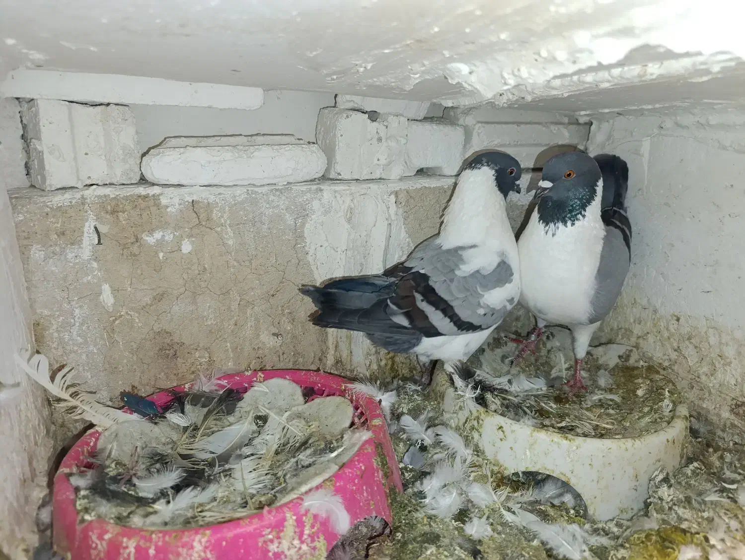 کبوتر .کفتر.کینگ|پرنده|مشکیندشت, |دیوار