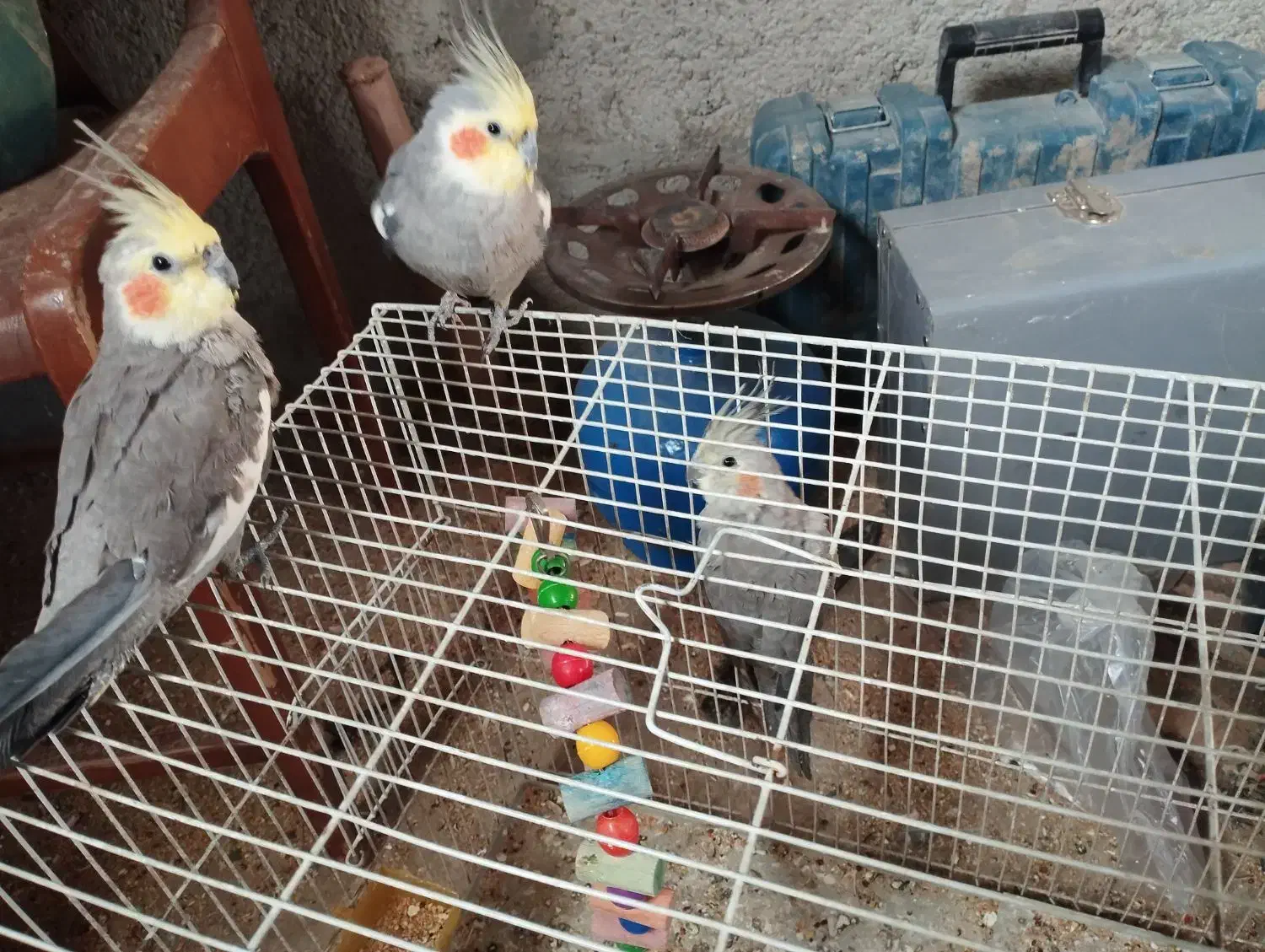 عروس هلندی|پرنده|اسفراین, |دیوار